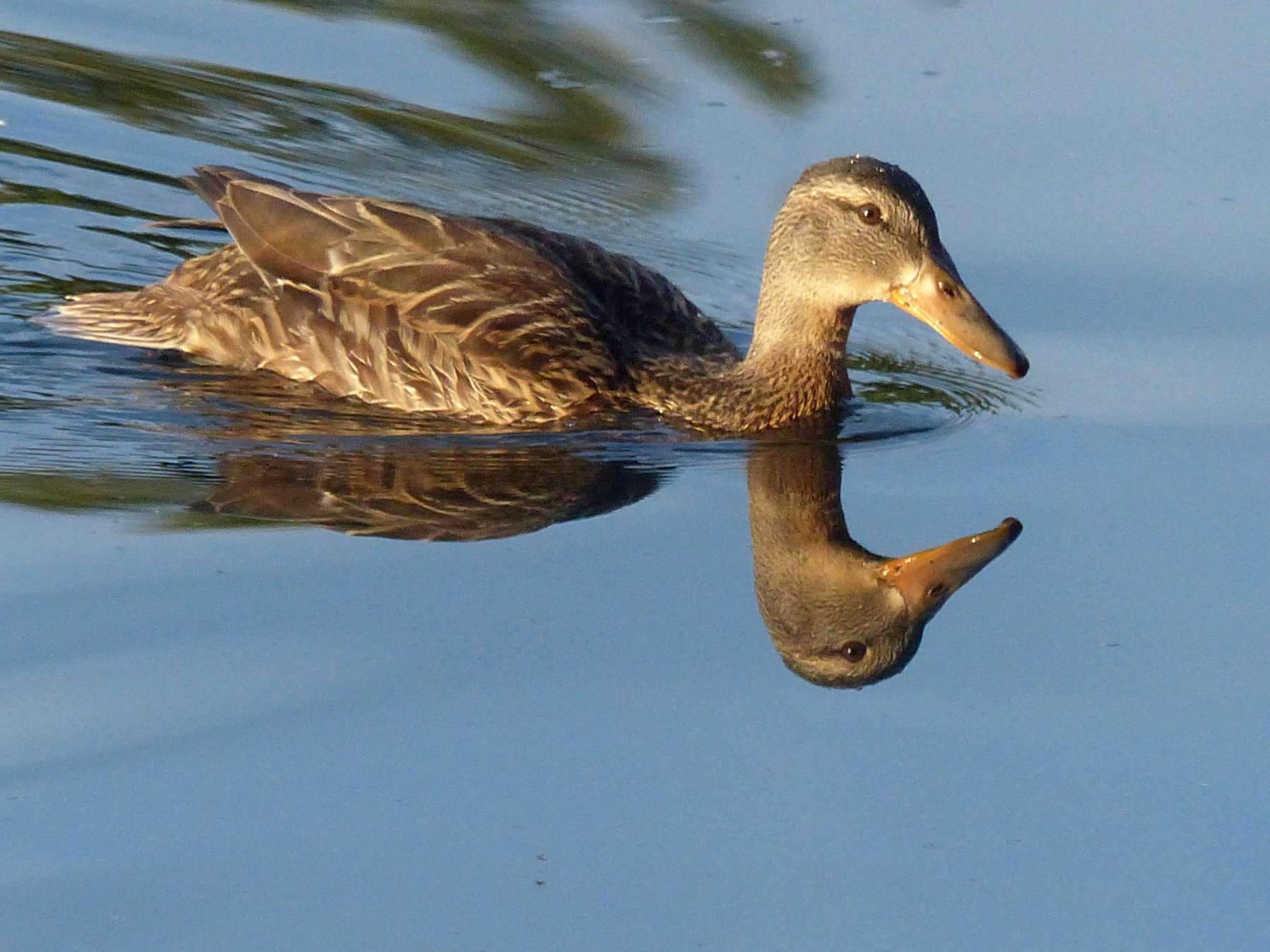 Duck (low-res).jpg Duck (low-res).jpg